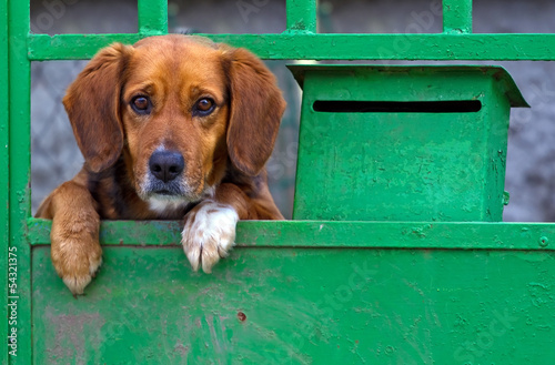 Small dog behind the gate