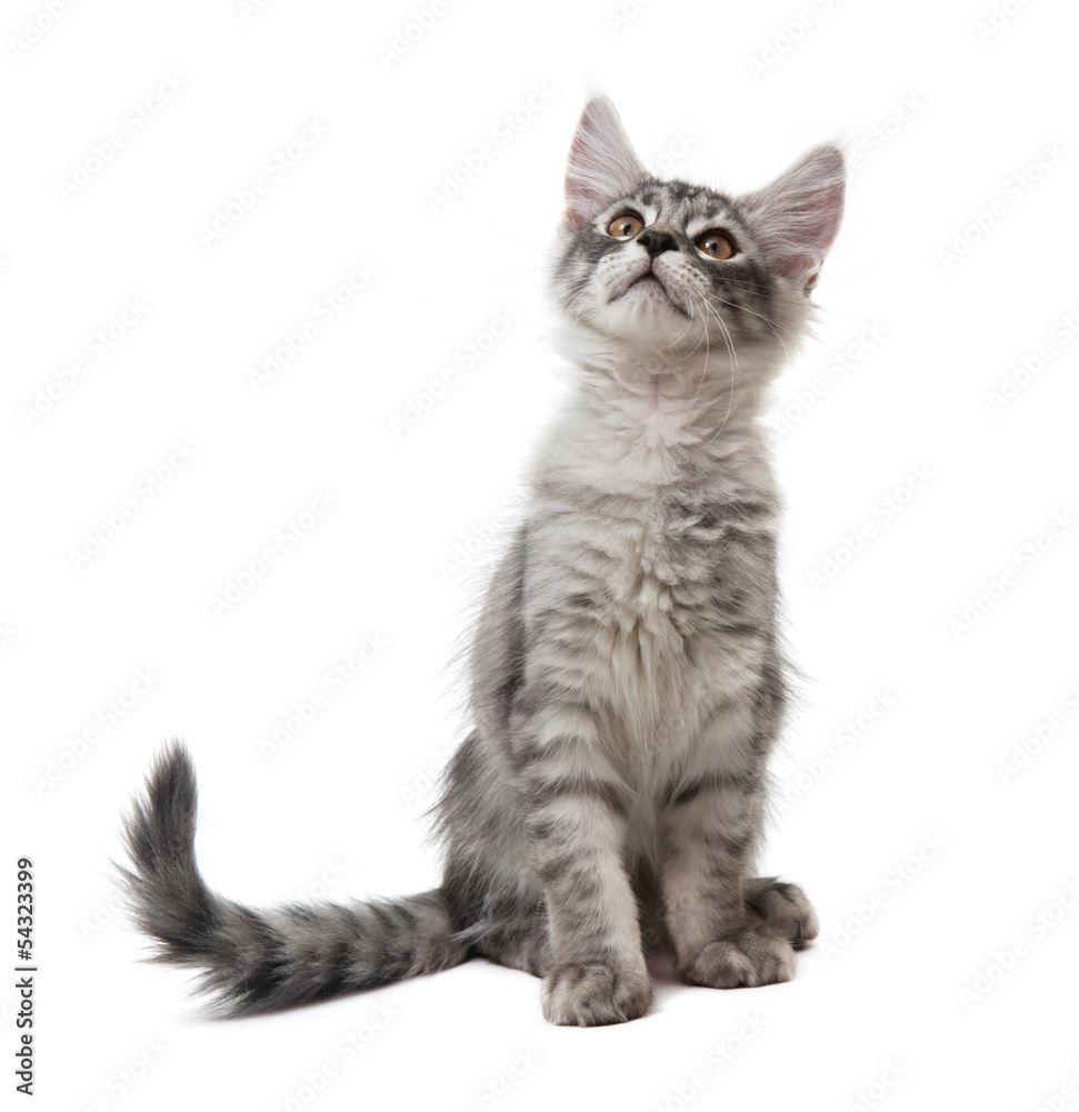 Obraz premium kitten is looking up