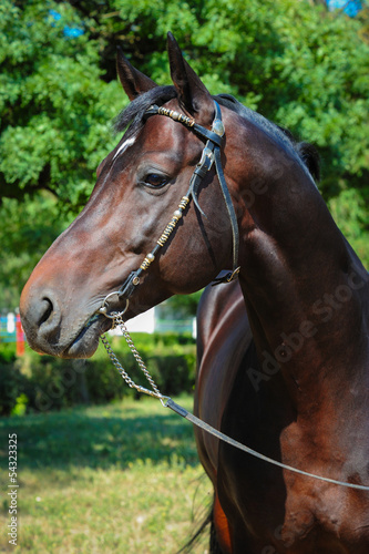 Trakehner stallion © Julia Remezova