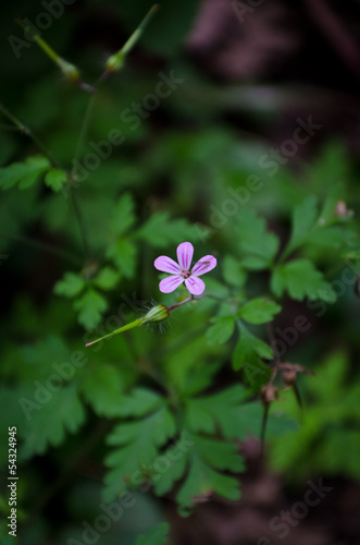 Fototapeta Naklejka Na Ścianę i Meble -  Geranium robertianum