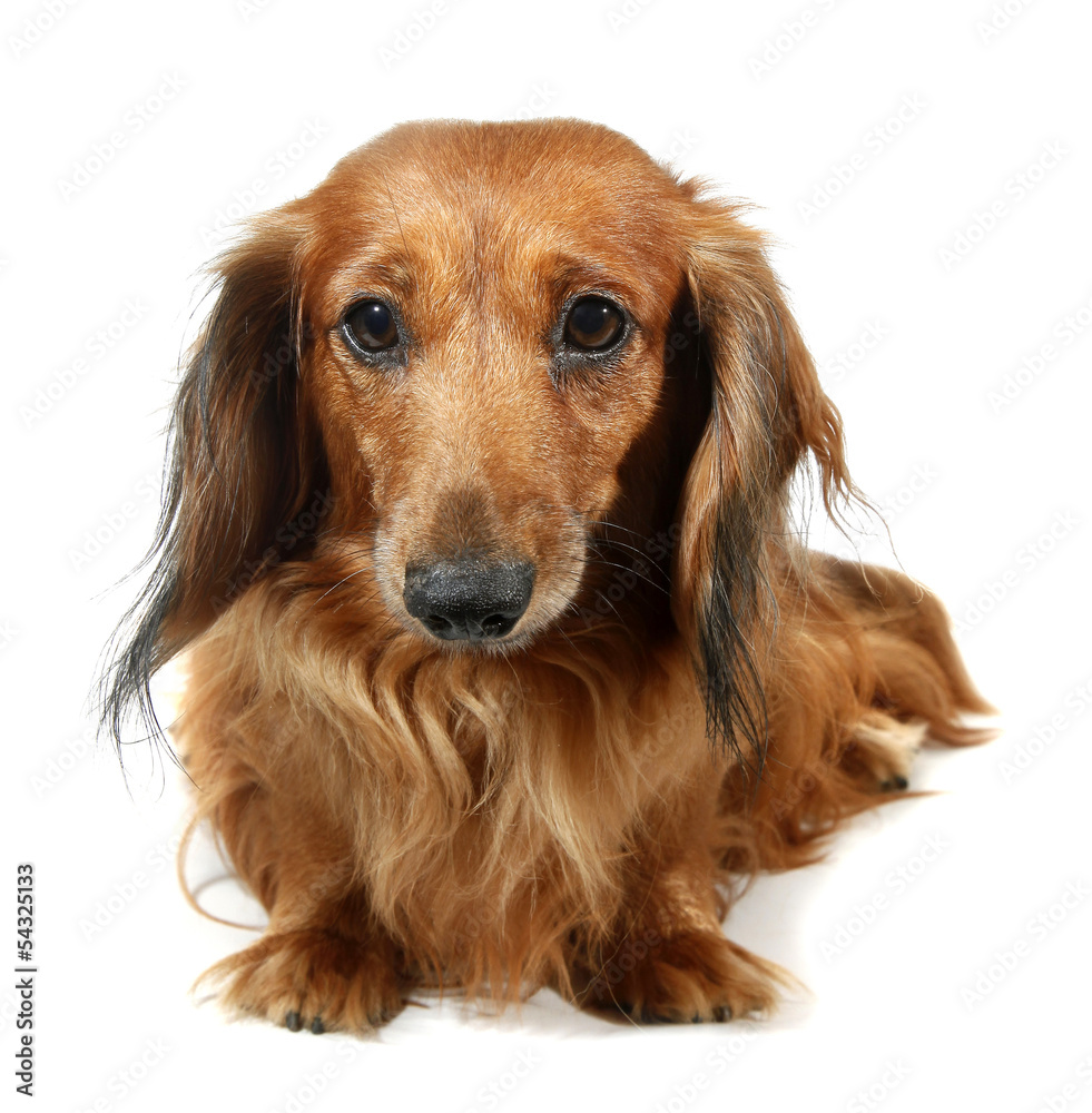Dog long-haired dachshund pet
