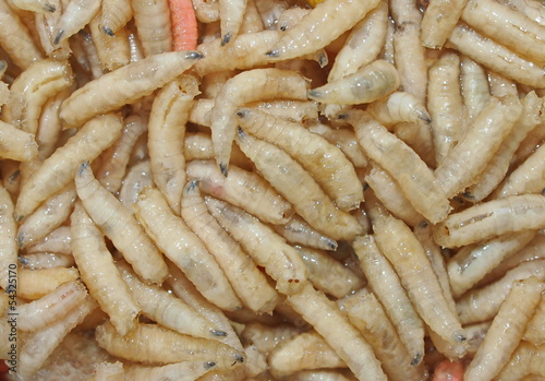 fly larvae background