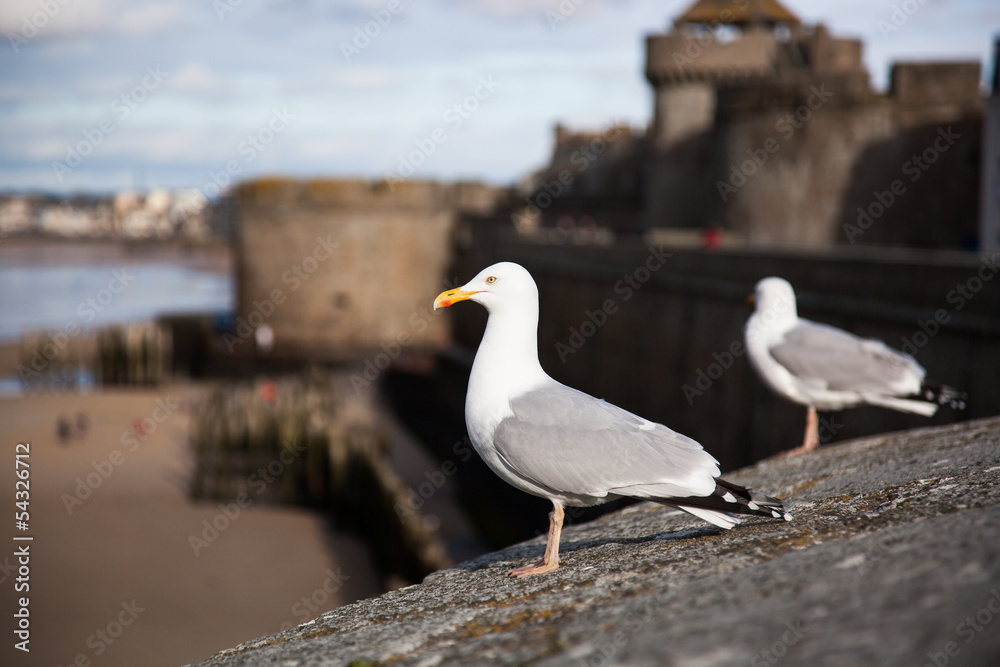 A seagull with a beautiful background in Saint-Malo in France. A seagull with a beautiful background in Saint-Malo in France.