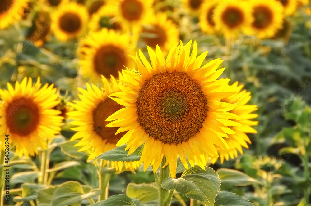 sunflowers field