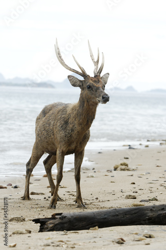 Timor or Rusa deer, Cervus timorensis