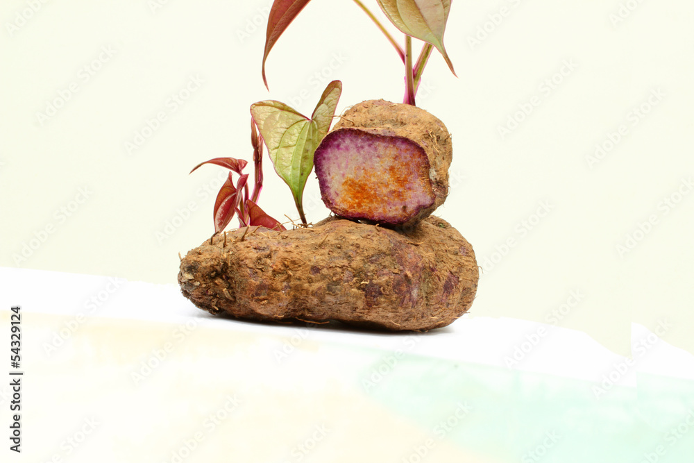 ratalu purple yam and young plant Stock Photo | Adobe Stock