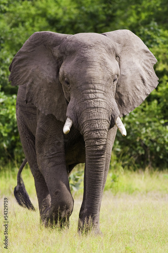 Wild African Elephant © donvanstaden