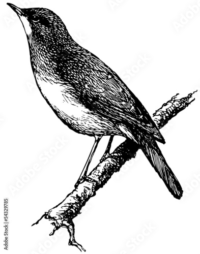 Photos Bird Nightingale