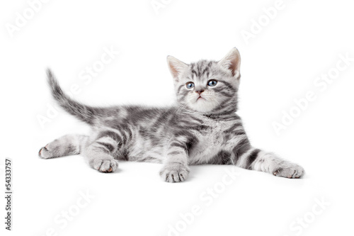 pretty gray british kitten lying isolated on white photo