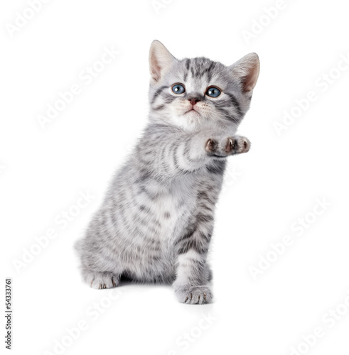 british gray kitten gives paw