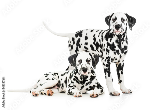 Two Dalmatian dogs together