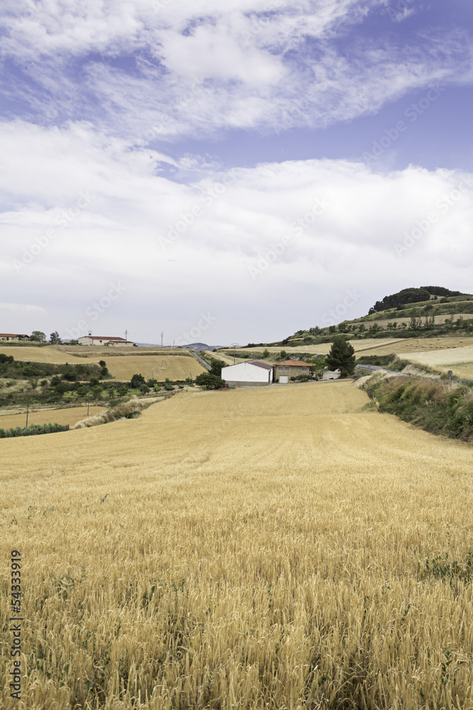 Landscape with corn