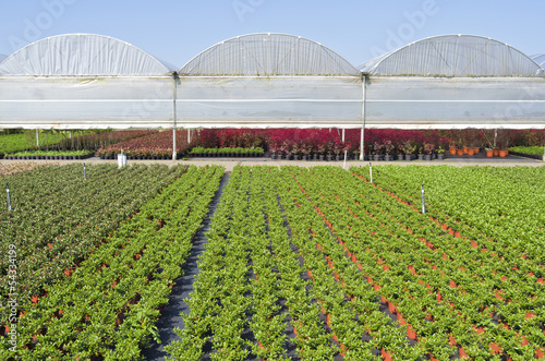 Nursery with greenhouses in Hazerswoude, The Netherlands. photo