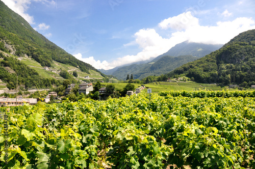 Vineyards near Montreux  Switzerland