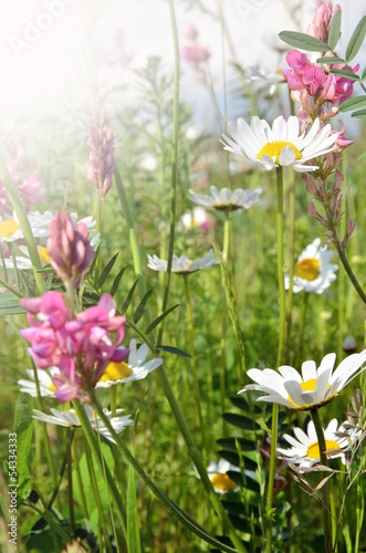 Happy summer: meadow with colorful flowers