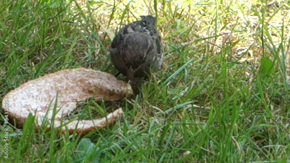 sparrow sparrow