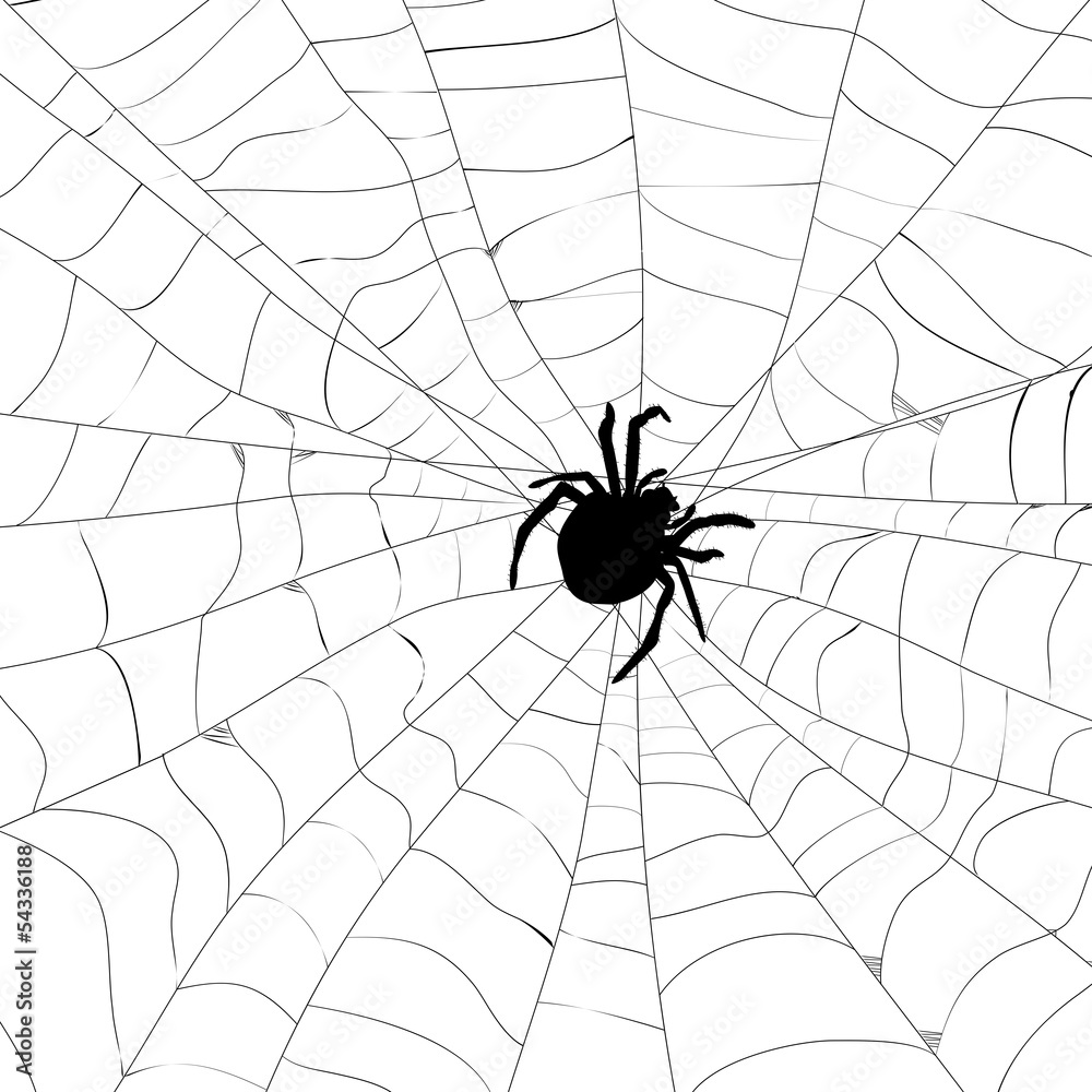 Obraz premium Spider and spider web