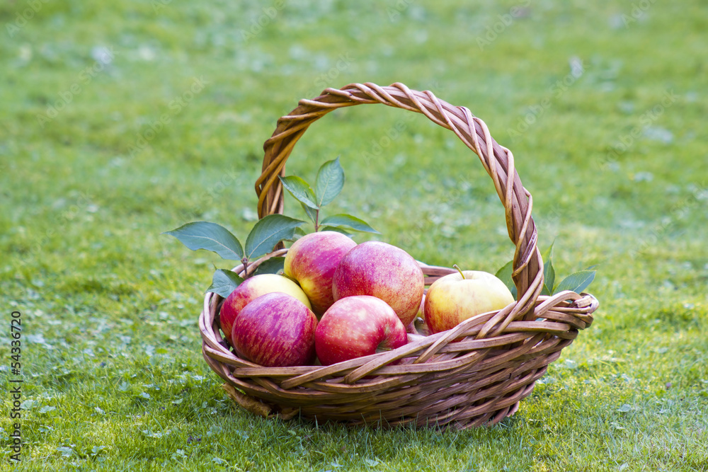 red apples in a basket in autumn garden