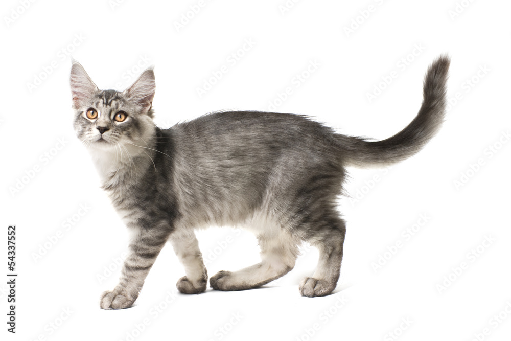 Fototapeta premium gray kitten walks
