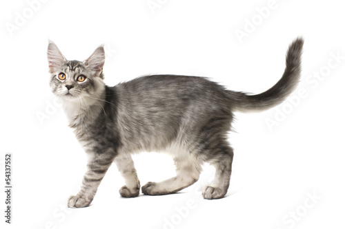 Fototapeta Naklejka Na Ścianę i Meble -  gray kitten walks