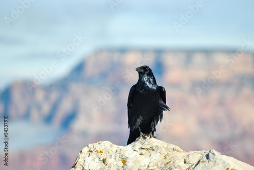 maitre corbeau © pascoun