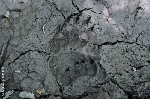 brown bear tracks