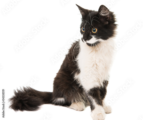 Fototapeta Naklejka Na Ścianę i Meble -  black and white kitten isolated