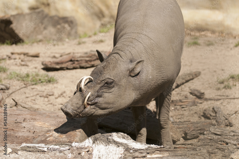 Babirusa Babirusa