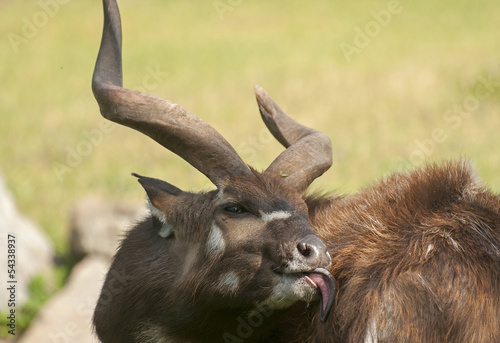 Tableau sur toile Sitatunga