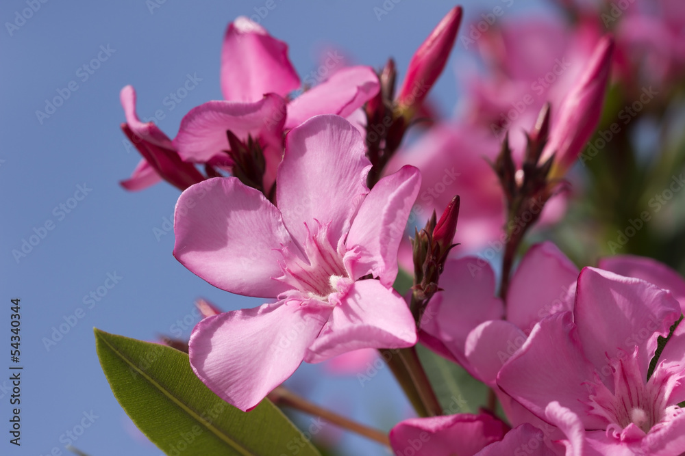 Pink oleander Pink oleander