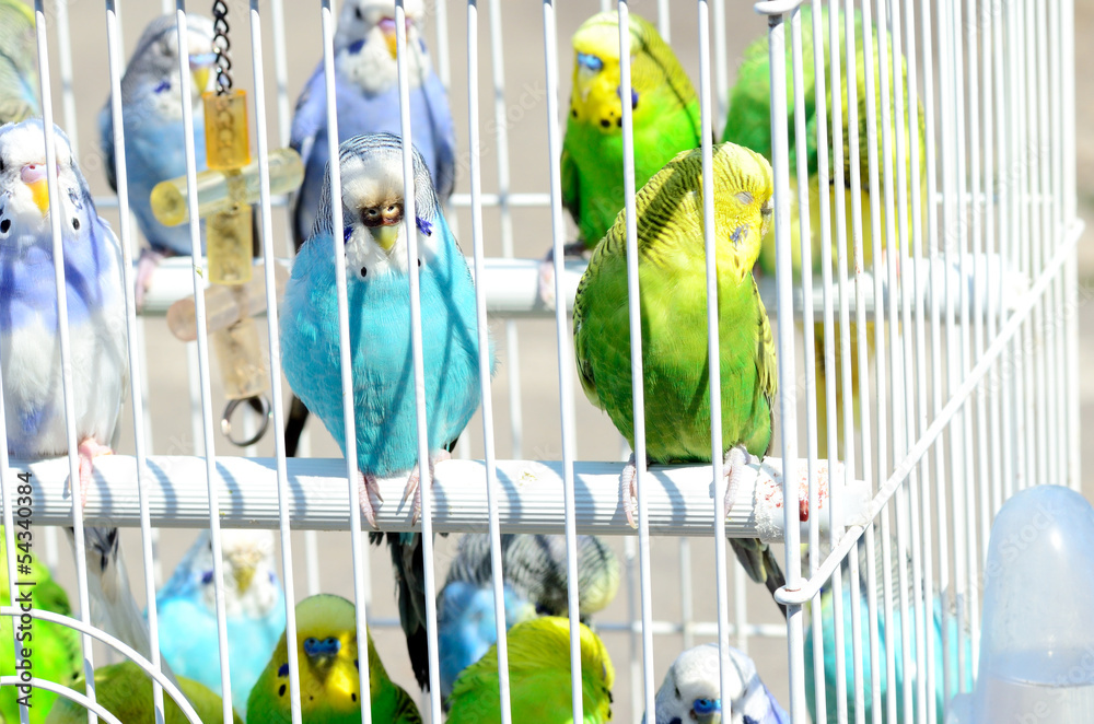 Obraz premium parrot in a cage