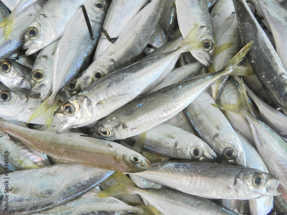 Fresh fish Fresh fish