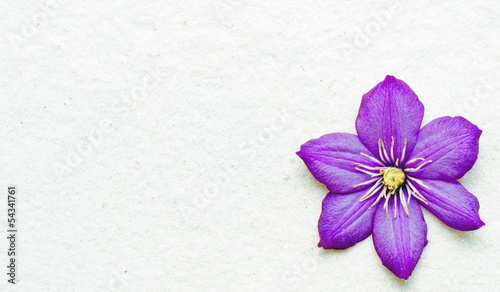 clematis purple photo