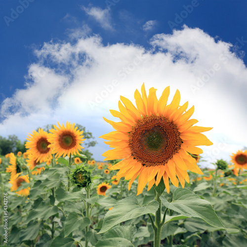 Sunflower on field