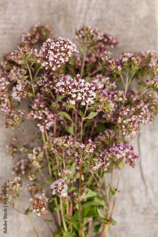 Origanum flowers.. Origanum flowers..