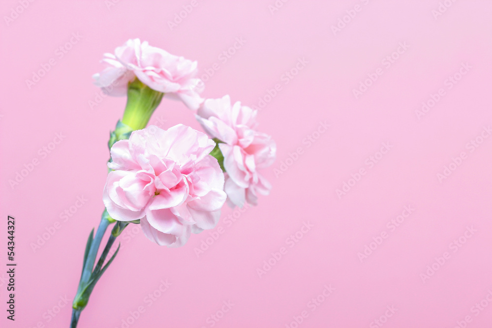 Single pink carnation on pink background. Copy space