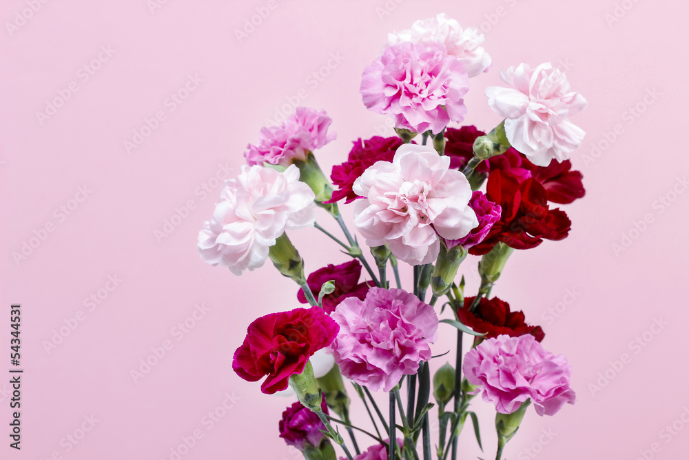 Bouquet of pink carnation flowers on pink background. Copy space