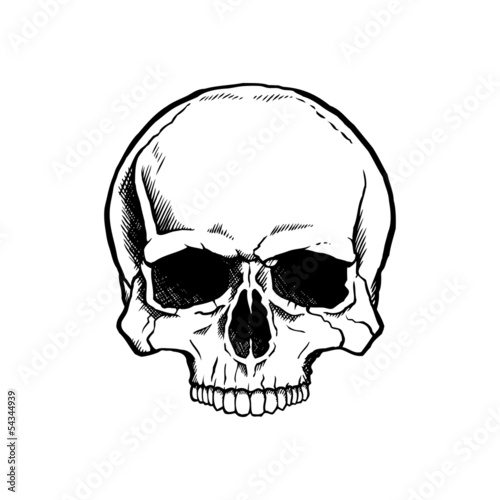 Black and white human skull without a lower jaw.