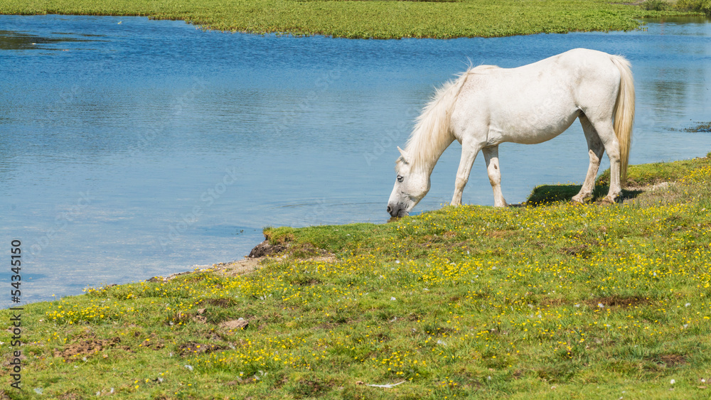 Fototapeta premium Drinking