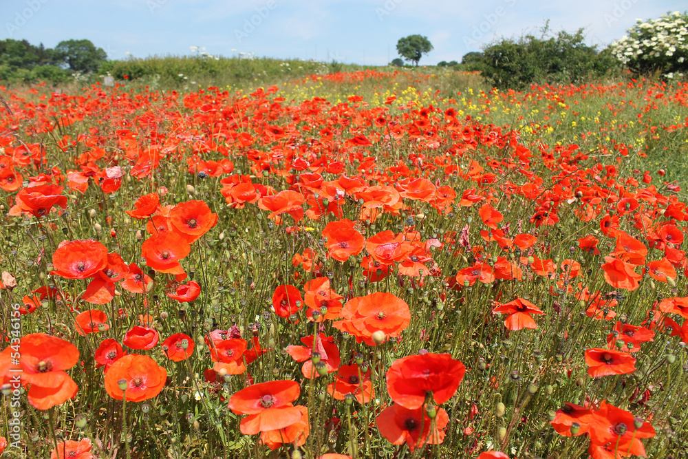 Obraz premium Field of red poppies