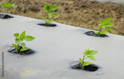 Sprouts Close up photo