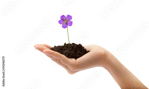 Human hand and young flower