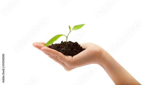 Human hand and young plant