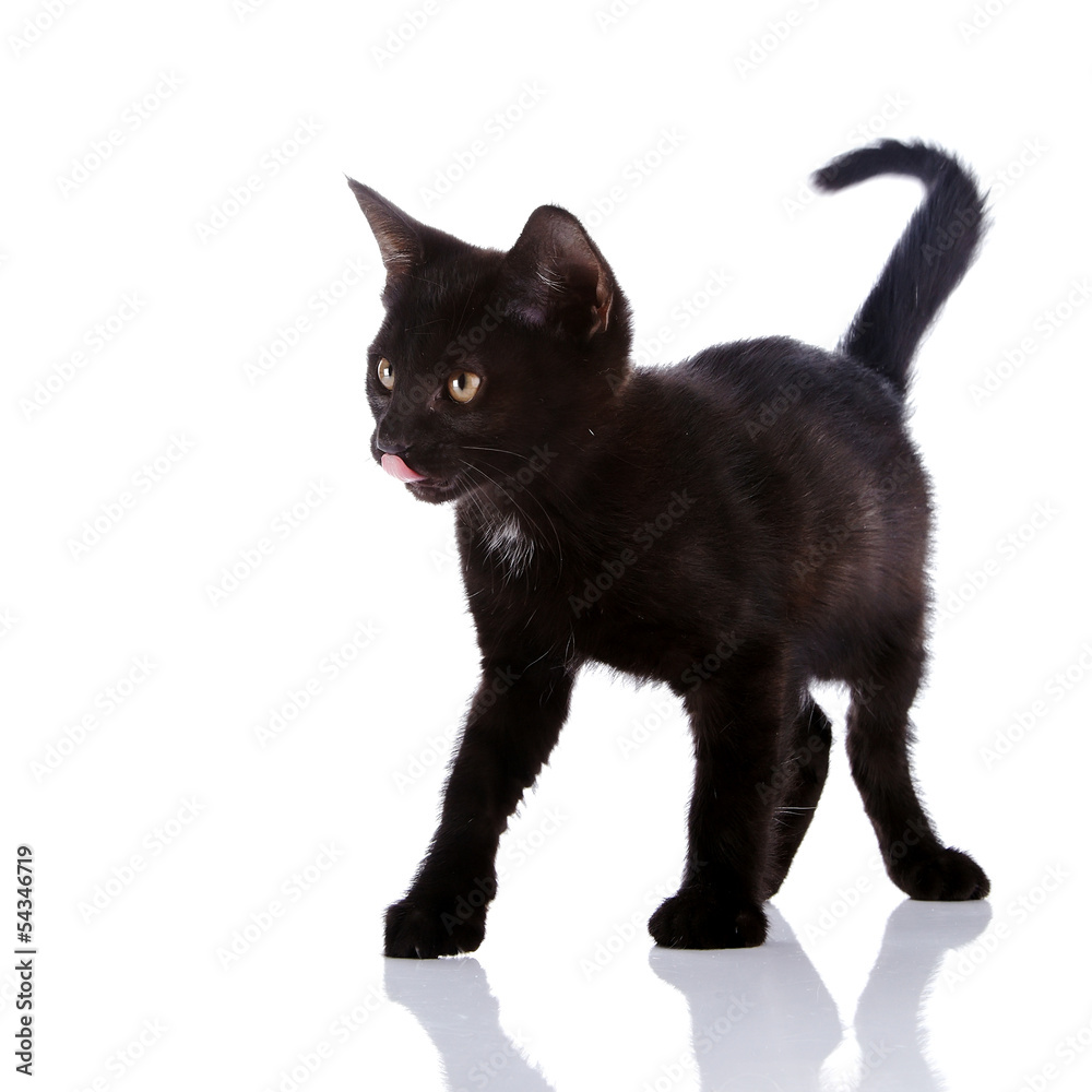 The black kitten costs on a white background.