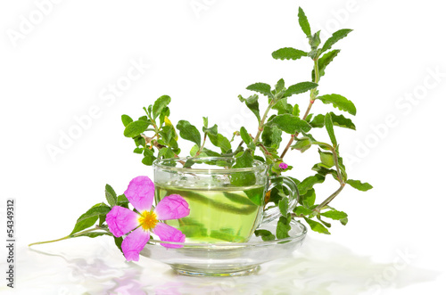 Infusion from the Rockrose or Cistus albidus