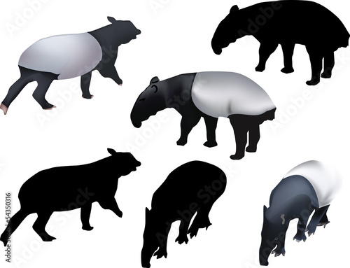 set of tapirs isolated on white