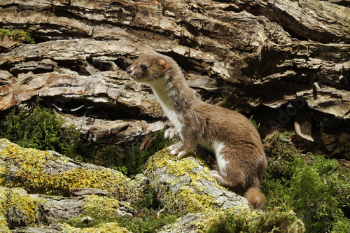 Weasel, Mustela nivalis photo