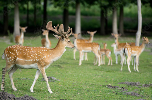 fallow deer with a herd