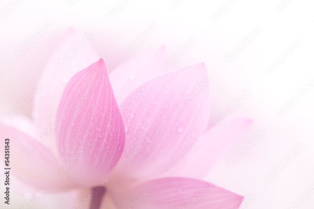 Closeup on lotus petal - obrazy, fototapety, plakaty 