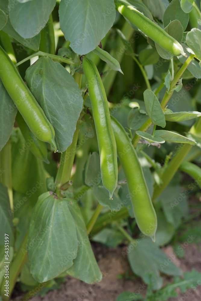 Broad Beans Broad Beans
